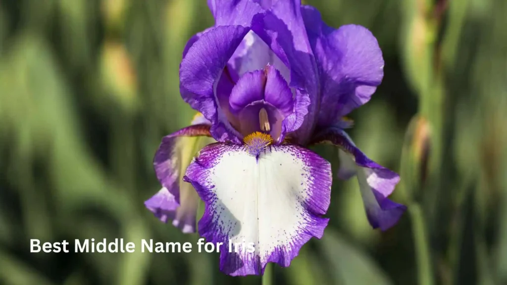 Best Middle Name for Iris