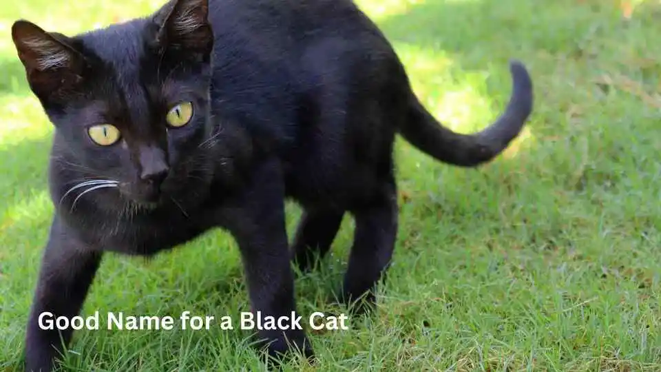 Good Name for a Black Cat