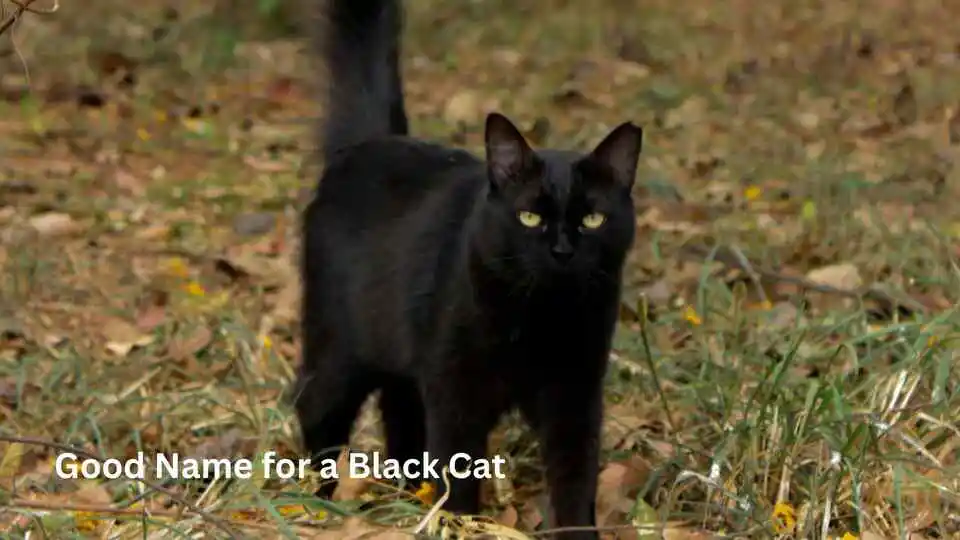 Good Name for a Black Cat