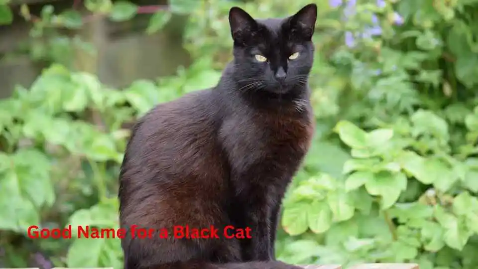Good Name for a Black Cat