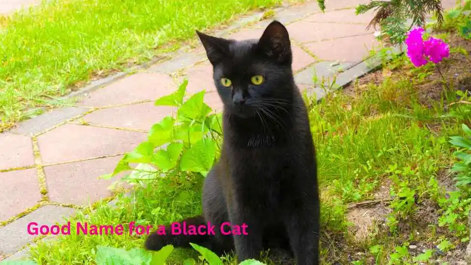 Good Name for a Black Cat