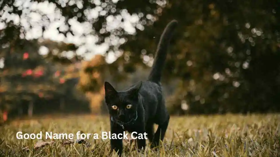 Good Name for a Black Cat