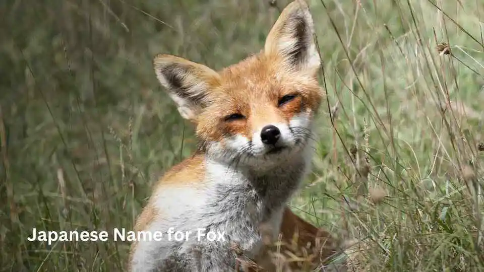 Japanese Name for Fox