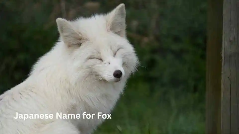 Japanese Name for Fox