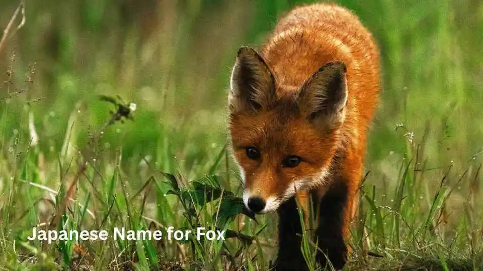 Japanese Name for Fox