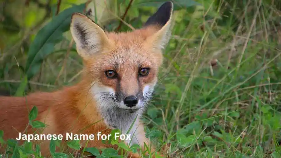 Japanese Name for Fox