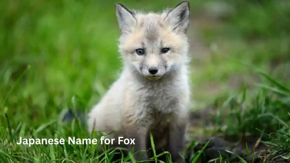 Japanese Name for Fox