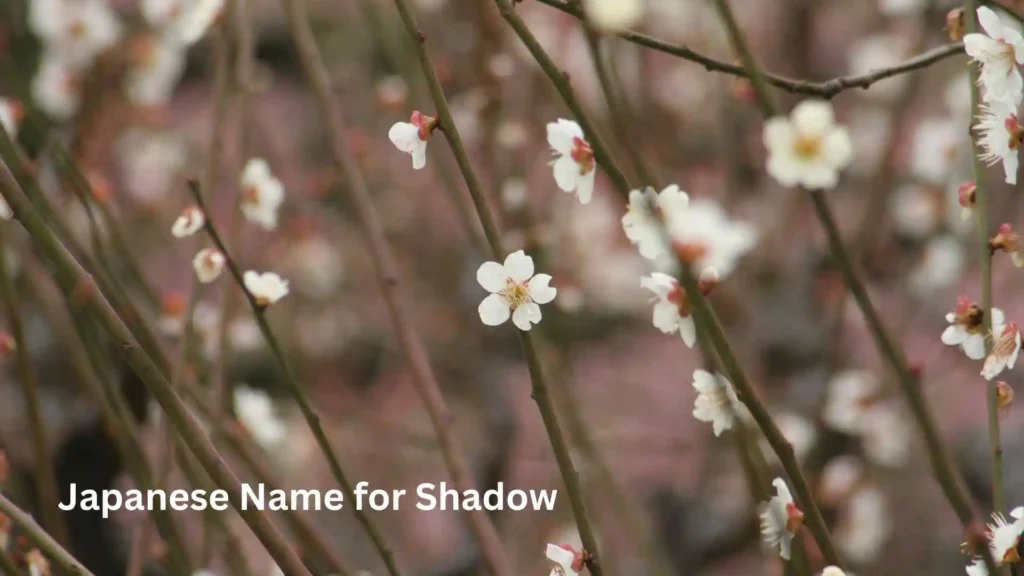 Japanese Name for Shadow
