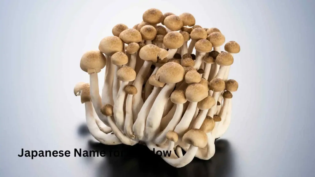 Japanese Name for Shadow