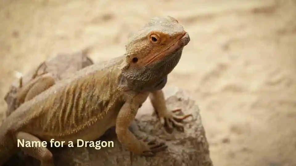Name for a Dragon
