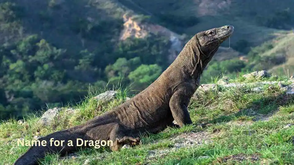 Name for a Dragon