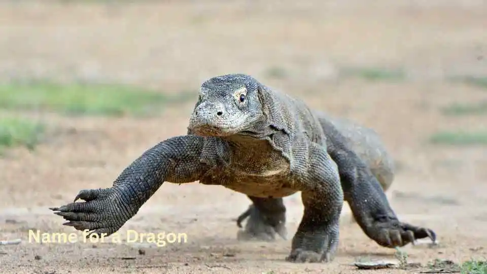 Name for a Dragon