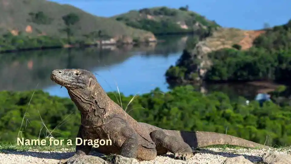 Name for a Dragon