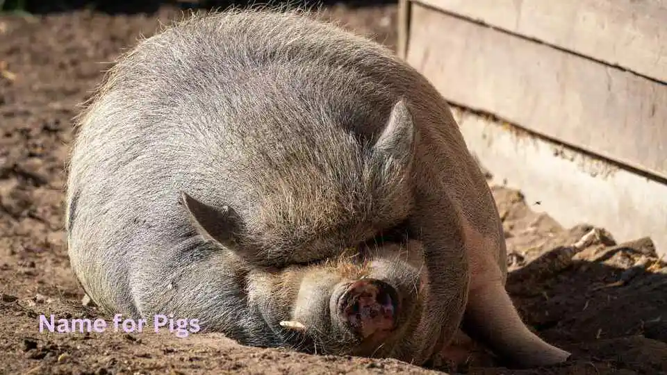 Name for Pigs