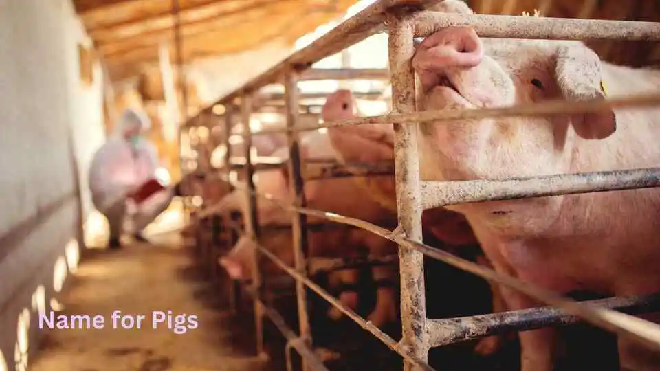 Name for Pigs