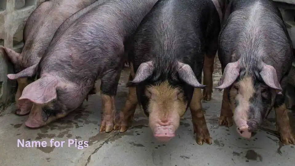 Name for Pigs