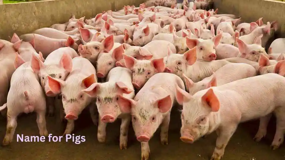 Name for Pigs