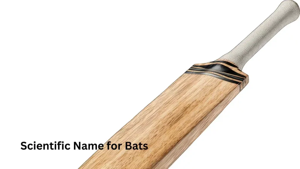 Scientific Name for Bats
