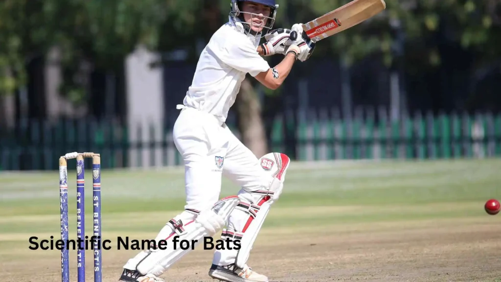 Scientific Name for Bats