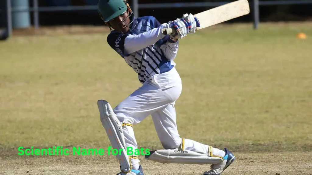 Scientific Name for Bats