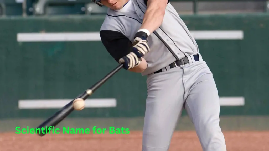 Scientific Name for Bats