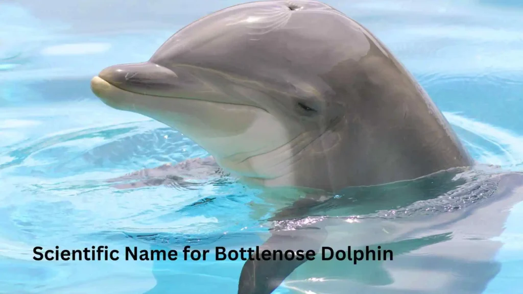 Scientific Name for Bottlenose Dolphin