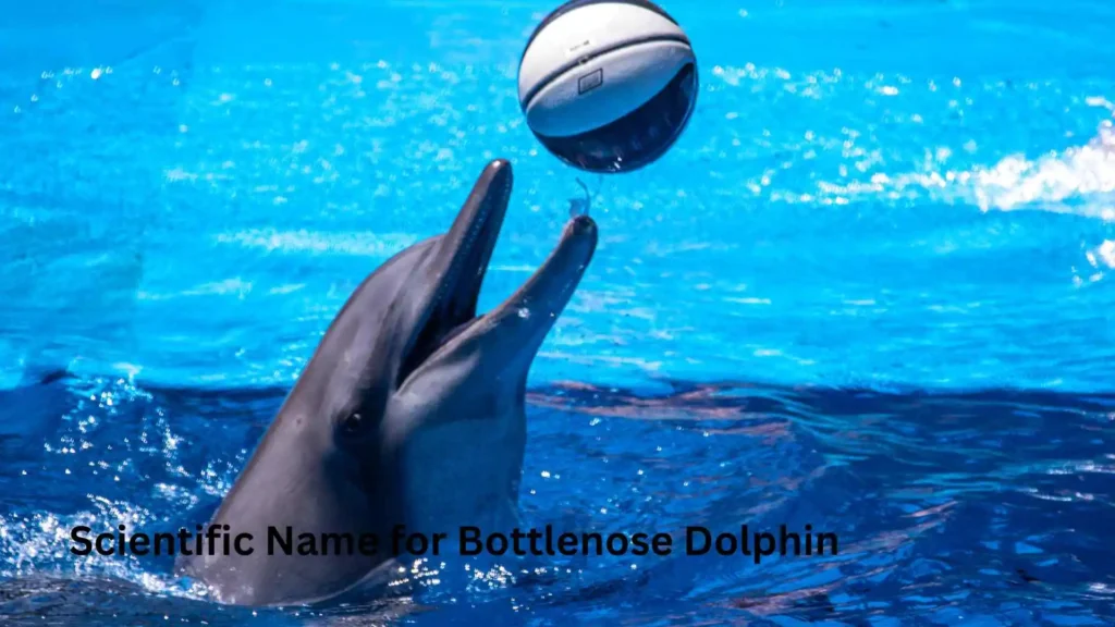 Scientific Name for Bottlenose Dolphin