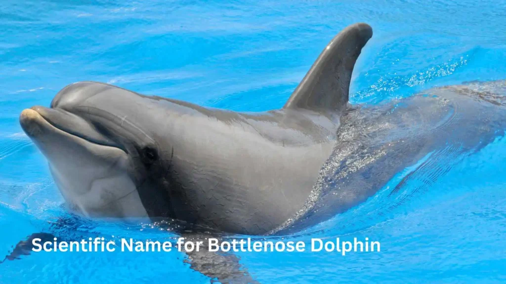 Scientific Name for Bottlenose Dolphin