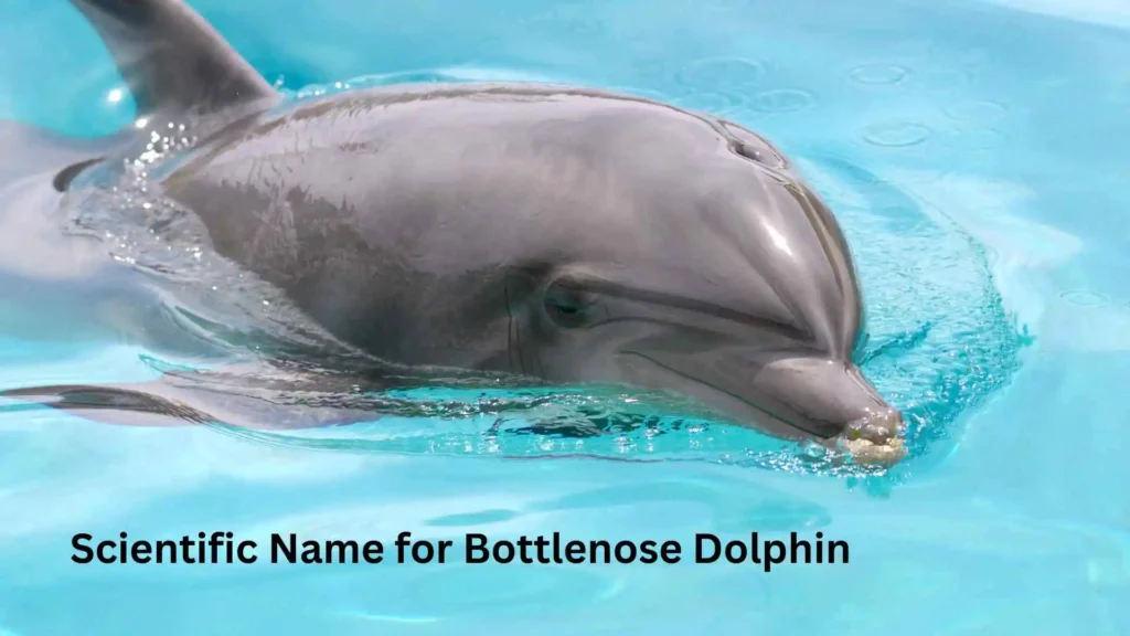 Scientific Name for Bottlenose Dolphin