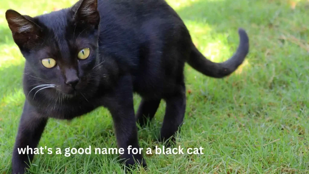 what's a good name for a black cat