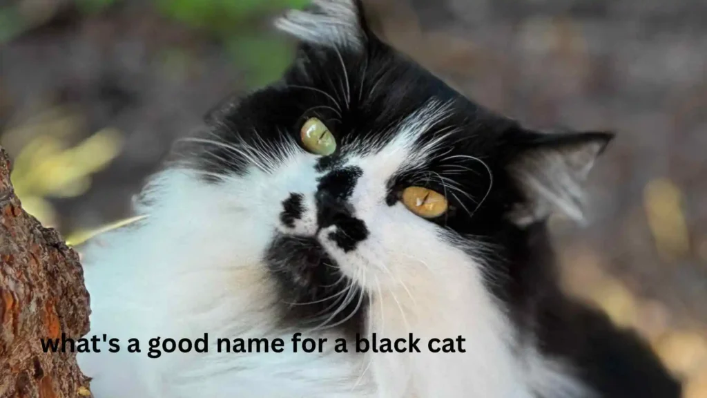 what's a good name for a black cat