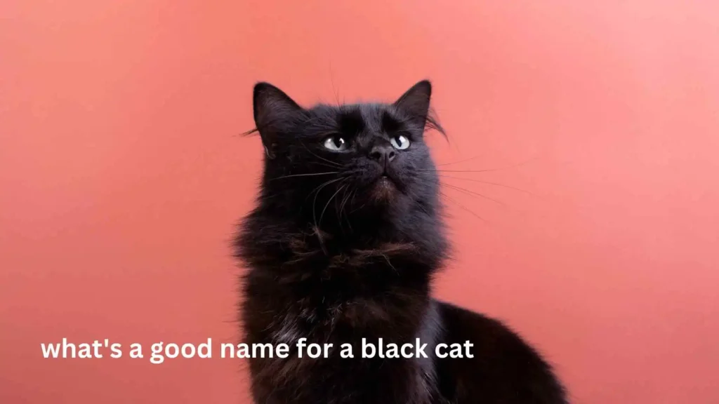 what's a good name for a black cat