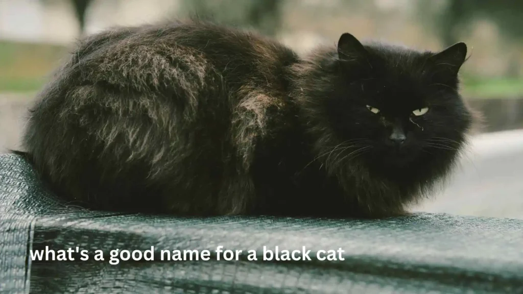 what's a good name for a black cat