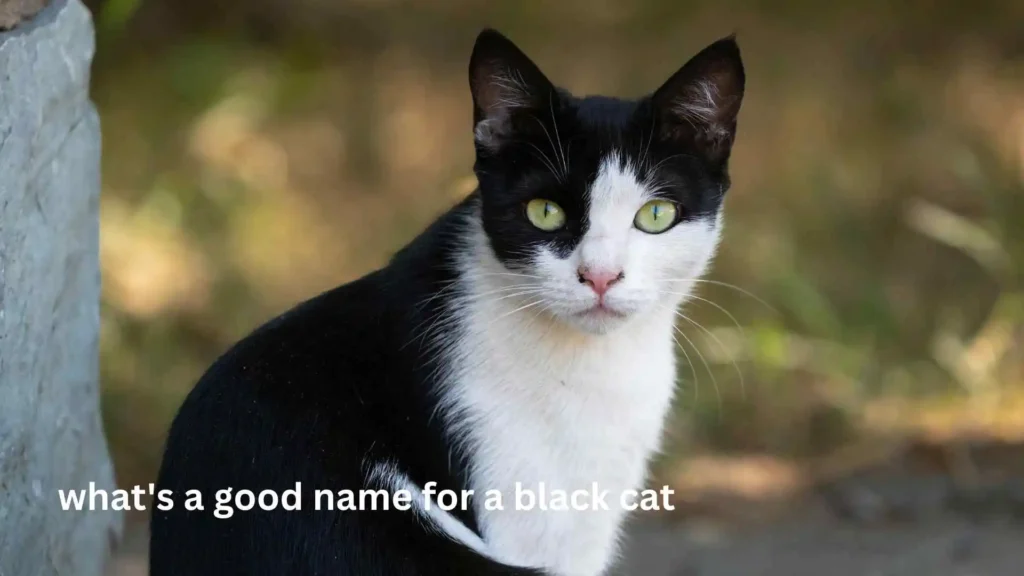 what's a good name for a black cat