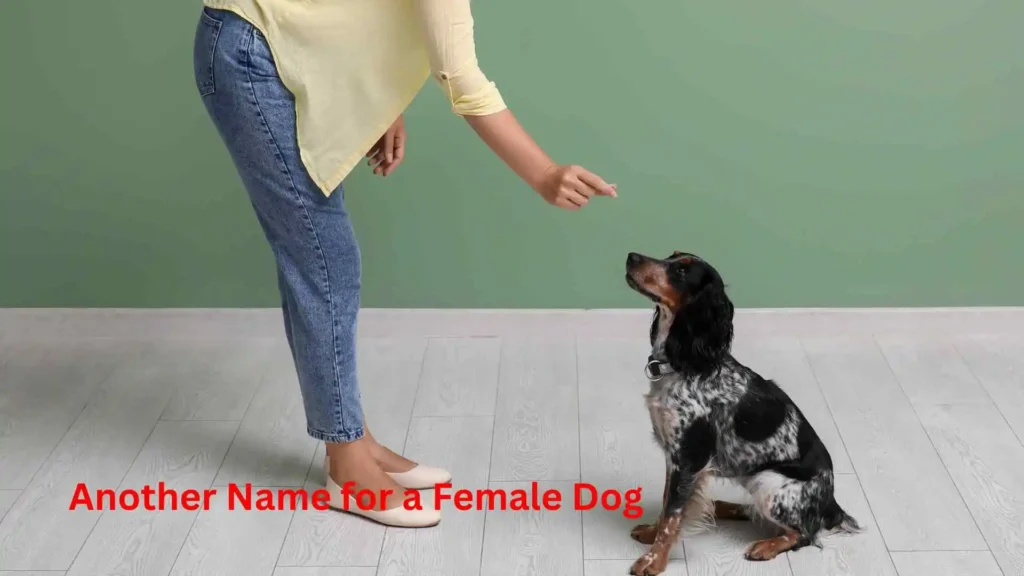 Another Name for a Female Dog