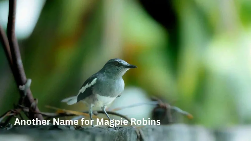 Another Name for Magpie Robins 