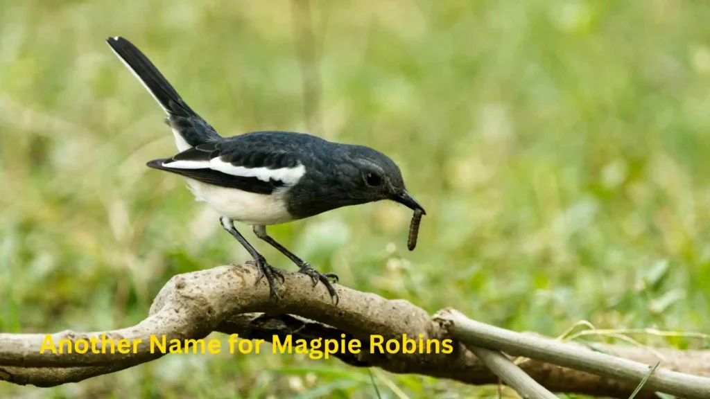 Another Name for Magpie Robins 