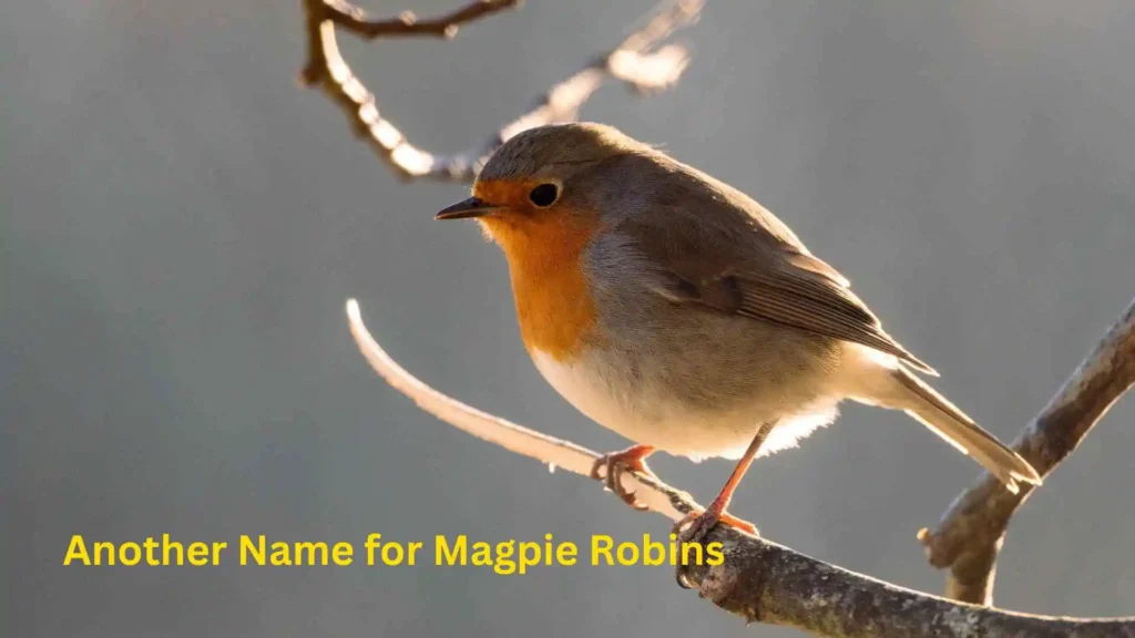 Another Name for Magpie Robins 