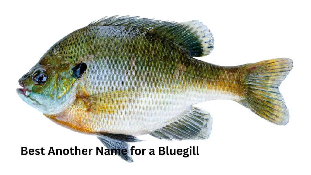 Best Another Name for a Bluegill 