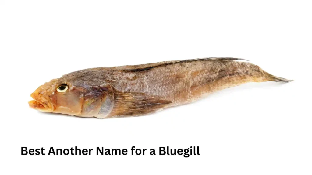Best Another Name for a Bluegill 
