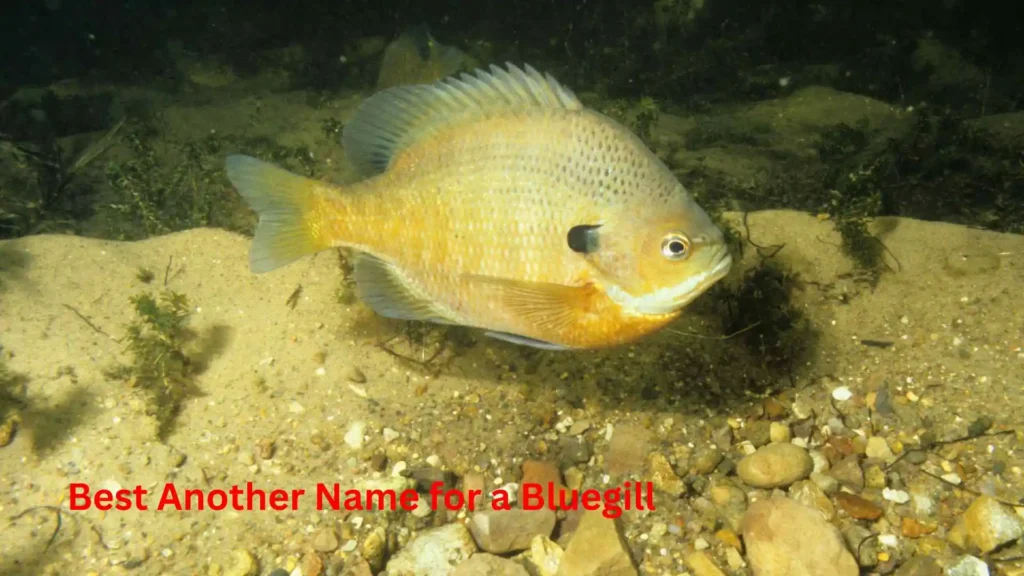 Best Another Name for a Bluegill 