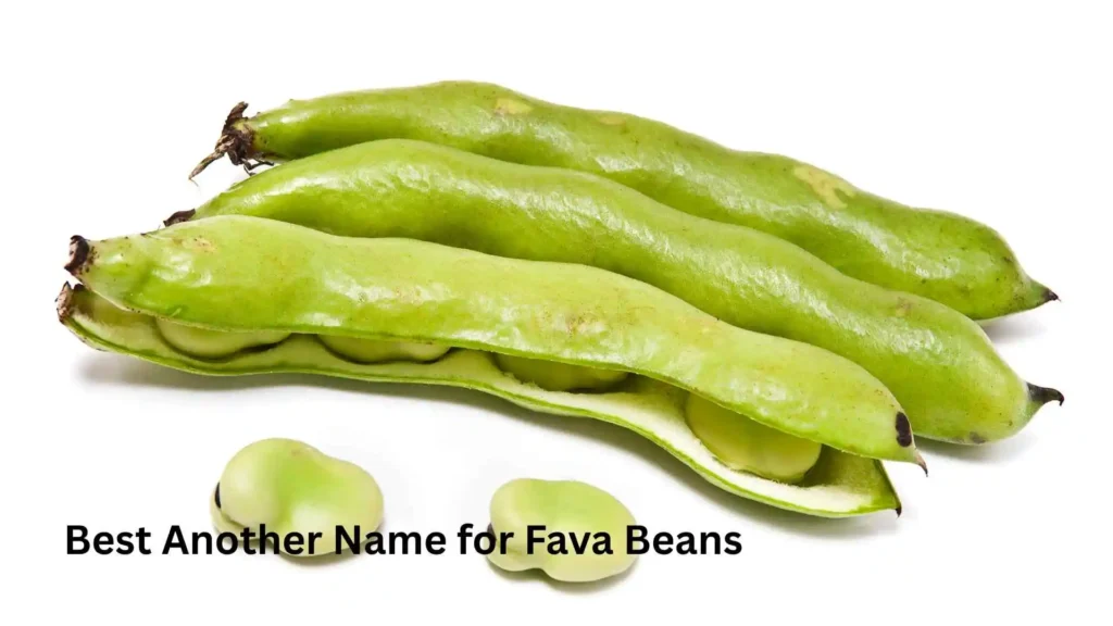 Best Another Name for Fava Beans 