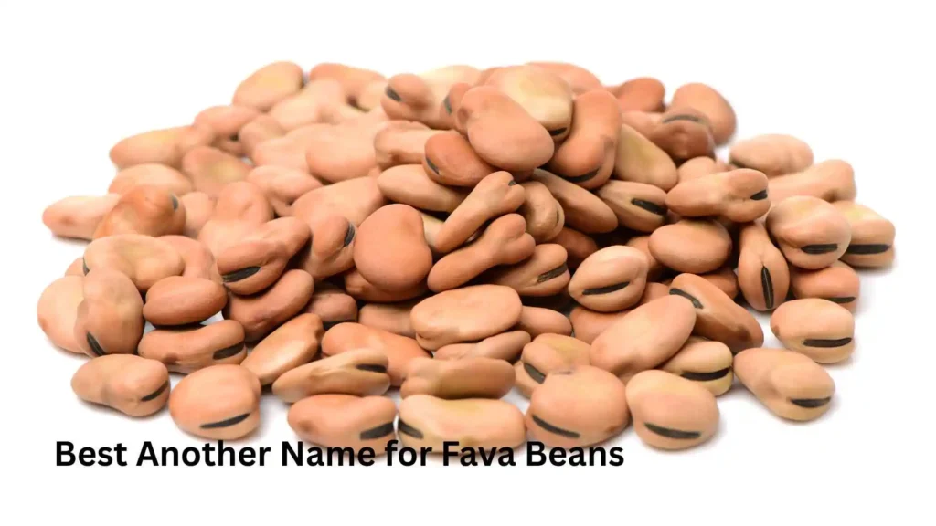 Best Another Name for Fava Beans 