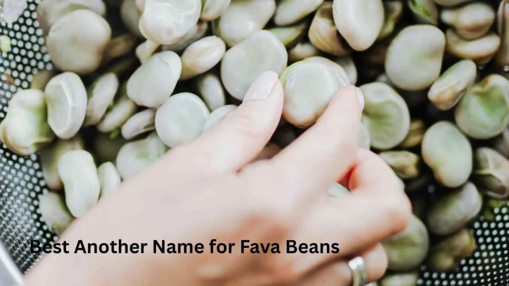 Best Another Name for Fava Beans 