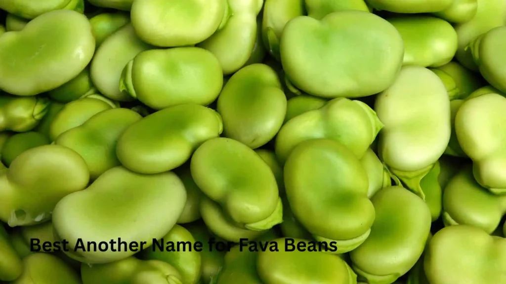 Best Another Name for Fava Beans 