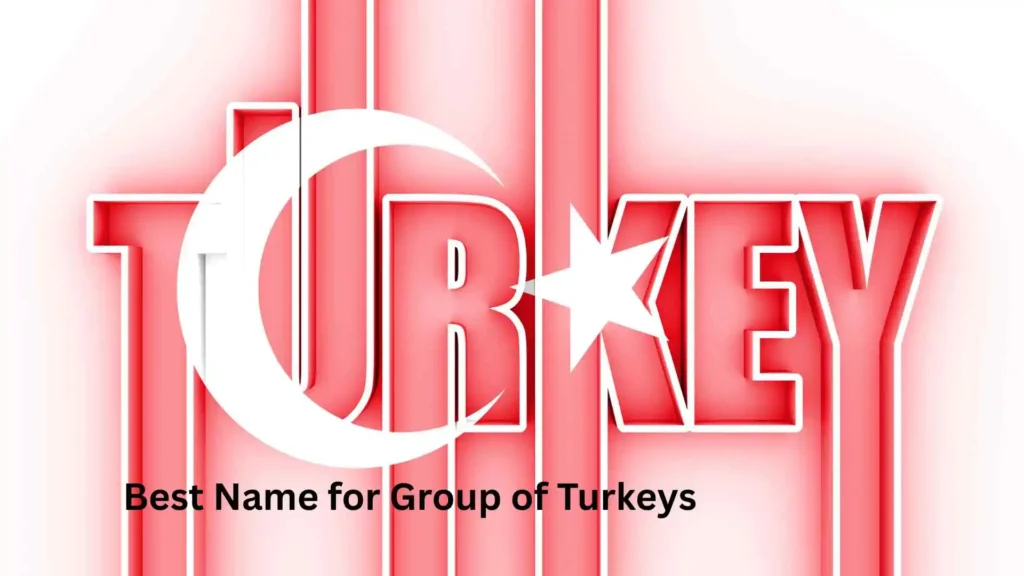 Best Name for Group of Turkeys 