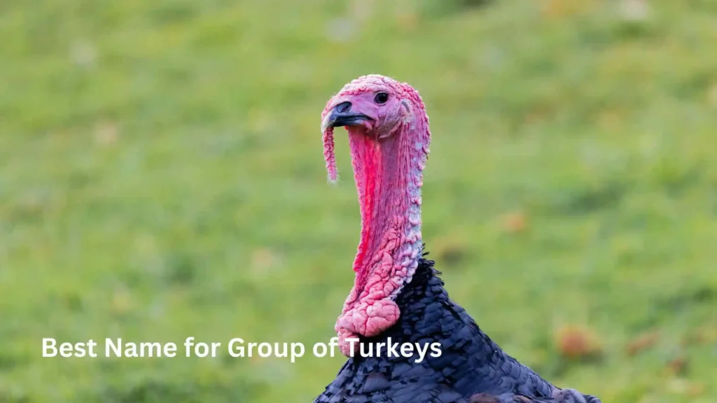 Best Name for Group of Turkeys 
