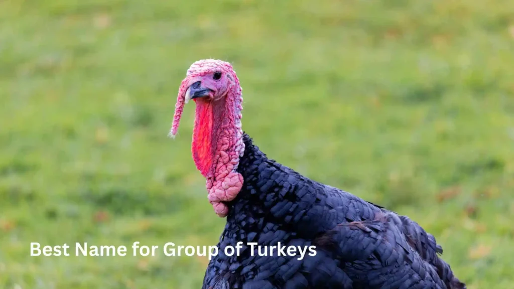 Best Name for Group of Turkeys 