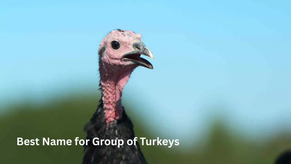 Best Name for Group of Turkeys 