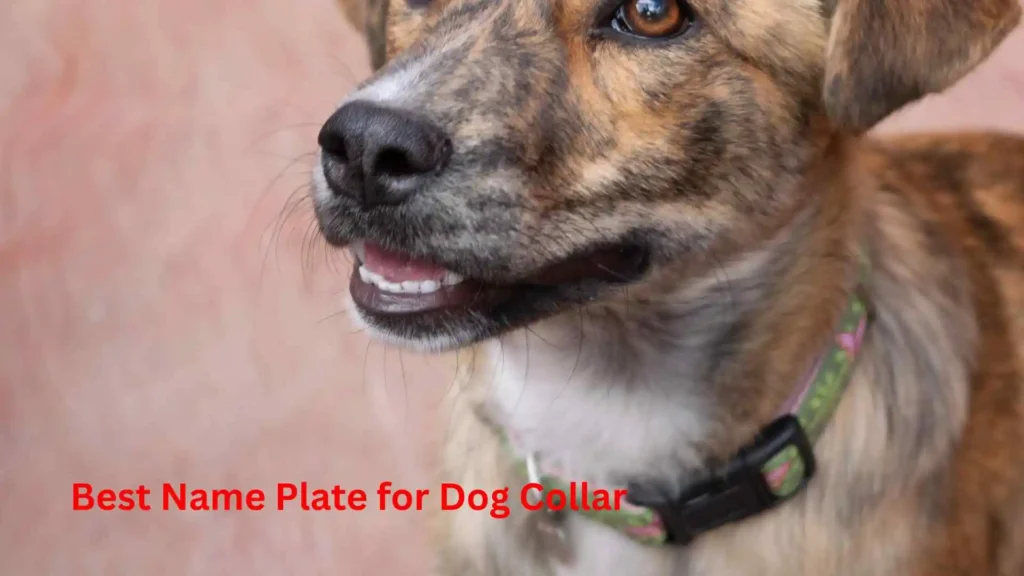 Best Name Plate for Dog Collar 